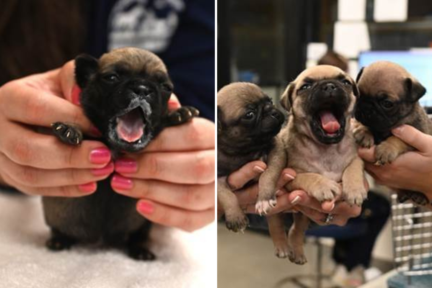 Litter of 8 "small the pukes puppies found in a bag in dumpster behind taco bell