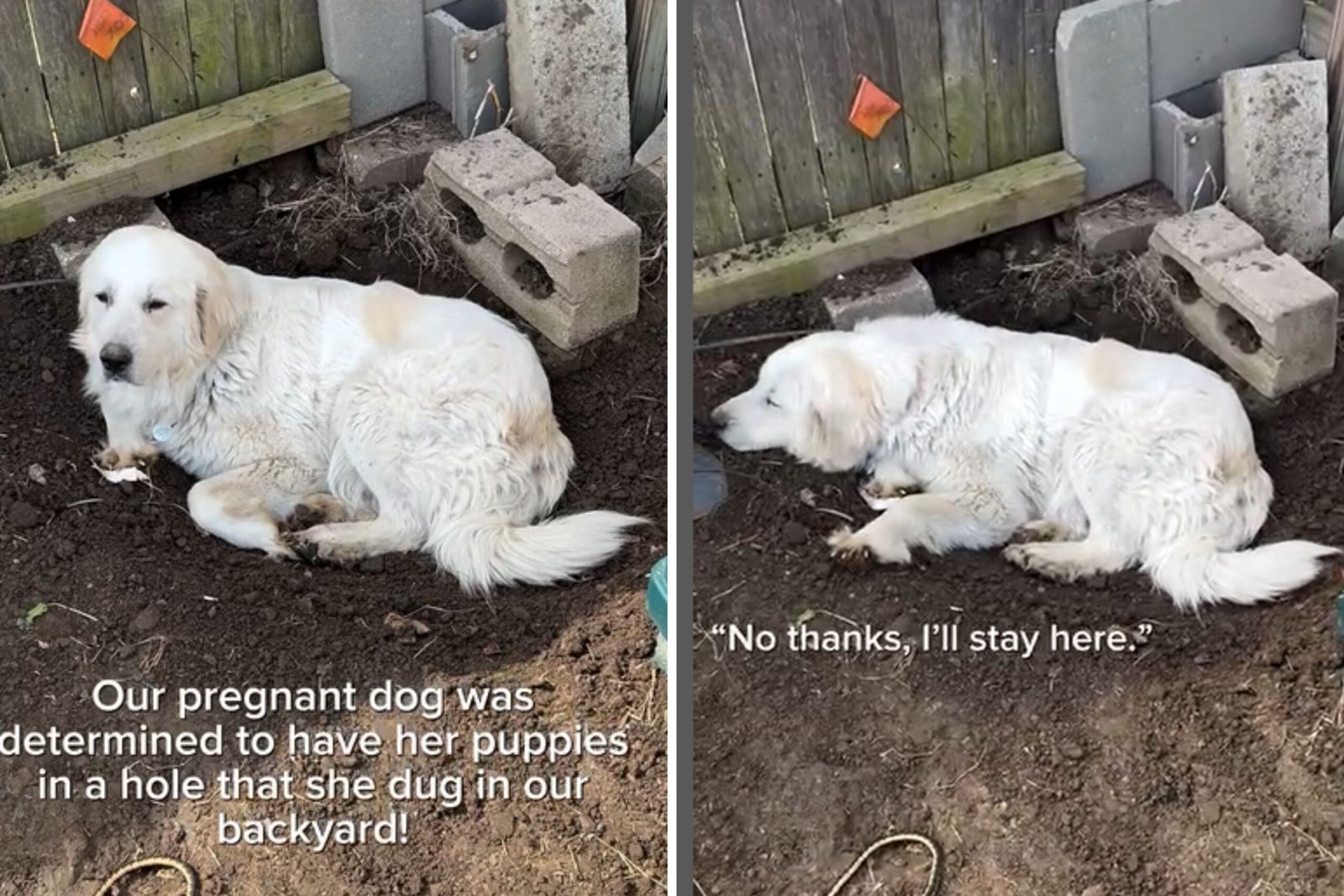 The propriety of great prison all set for the dog pregnancy, but the animal had their plan