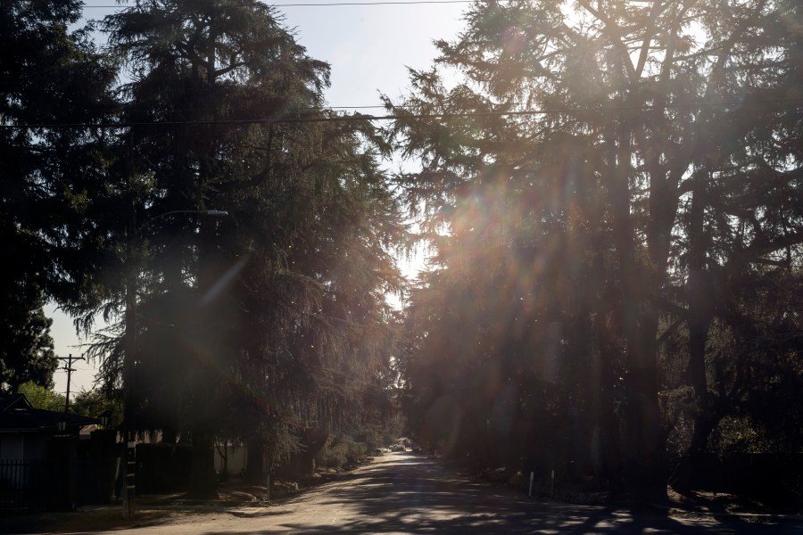 The trees can help detect to the eruptions volcano: study