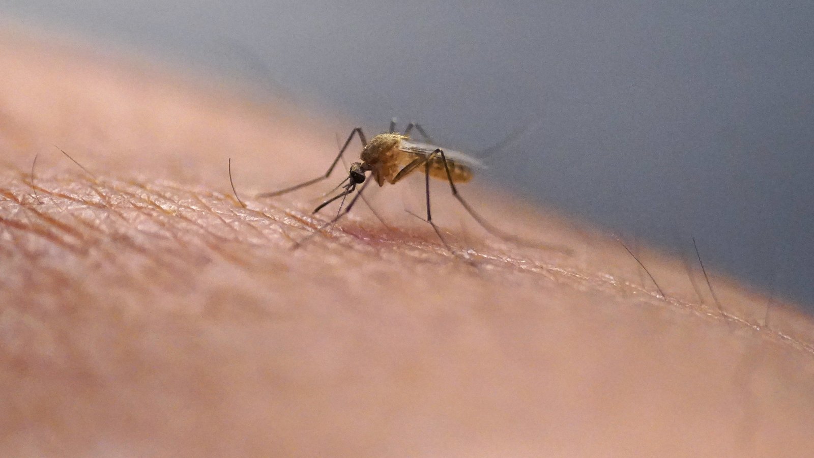 Health Officers confirm Virus in the target of popular holiday