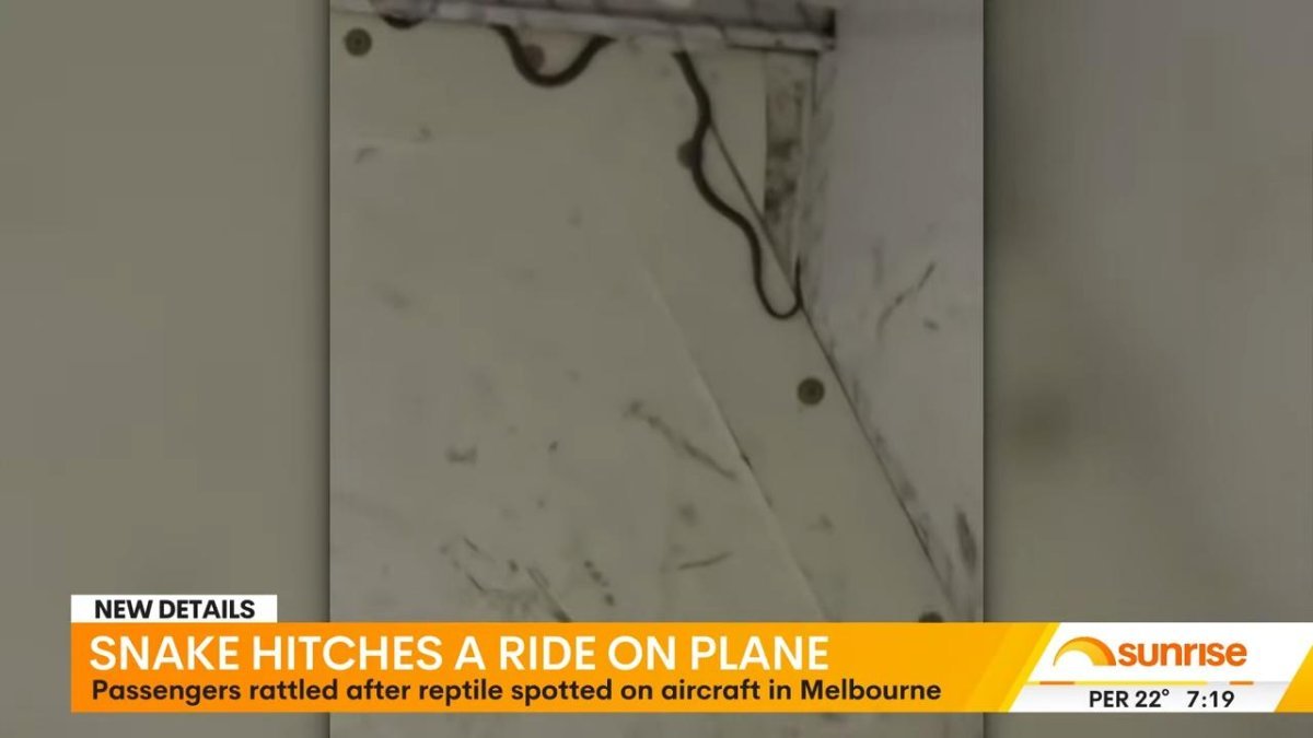 Australian flight delayed by snake in a plane