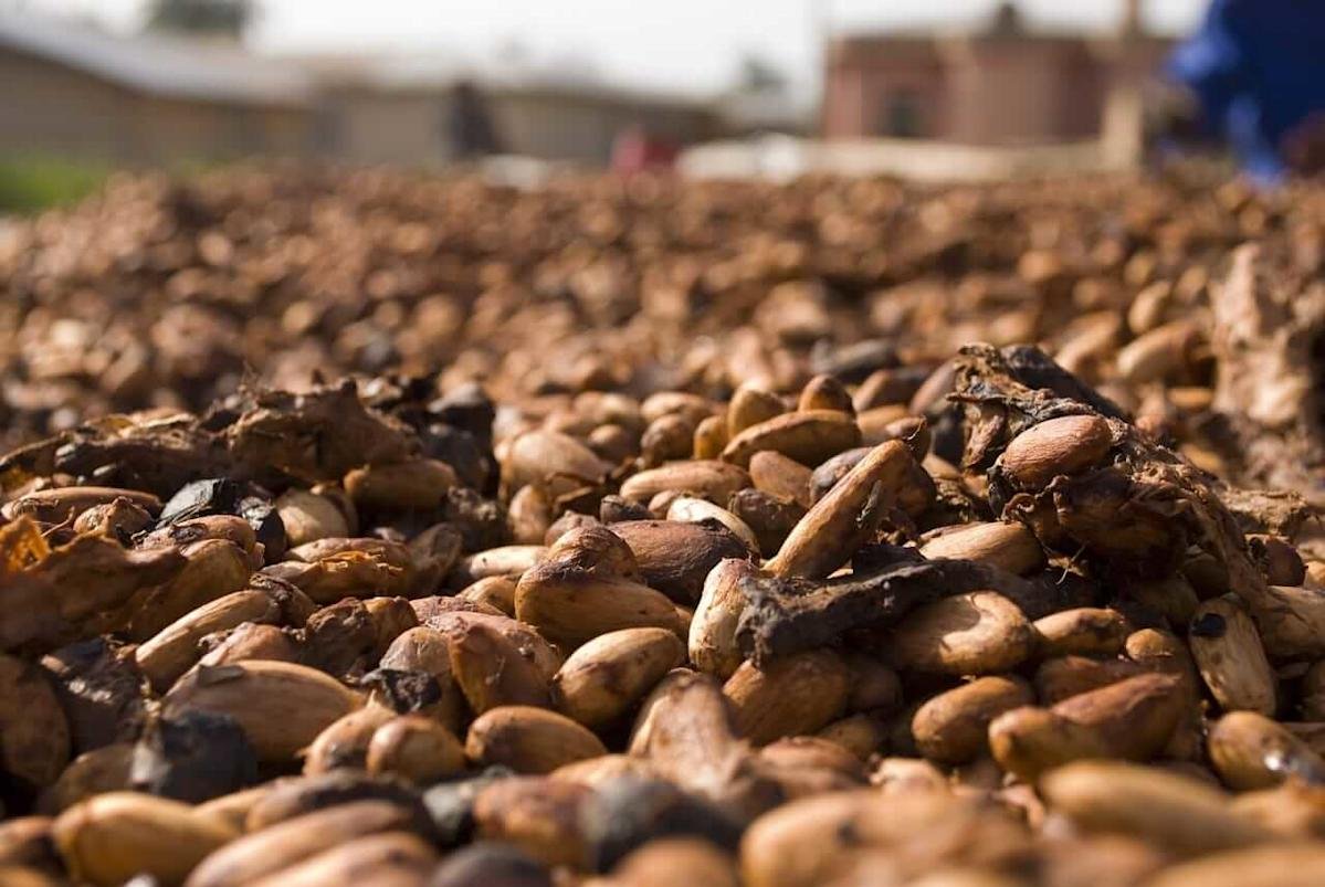 Cocoa prices sat the expectations of a biggest coca