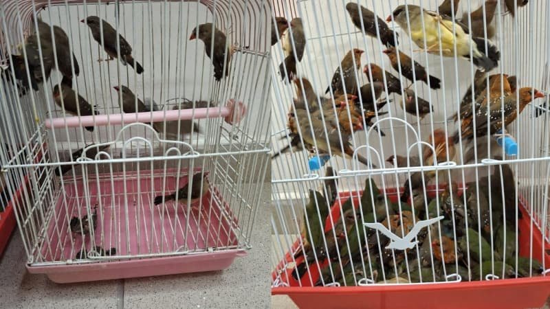 Sicugger Palestinians arrested with birds tapped to their bodies