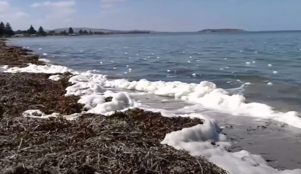 Dead Algal Bloom devasta Australia Cout coast