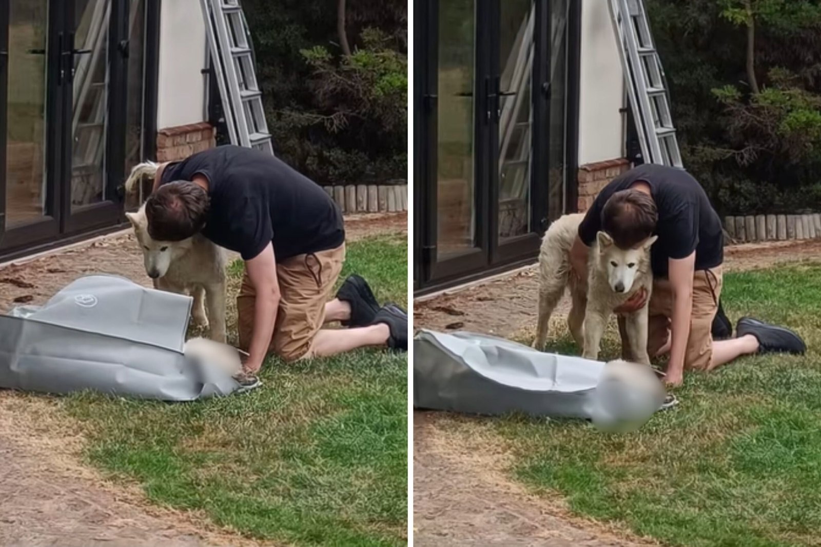 How much blind dog says goodbye to the brothers after 14 years old together break hearts