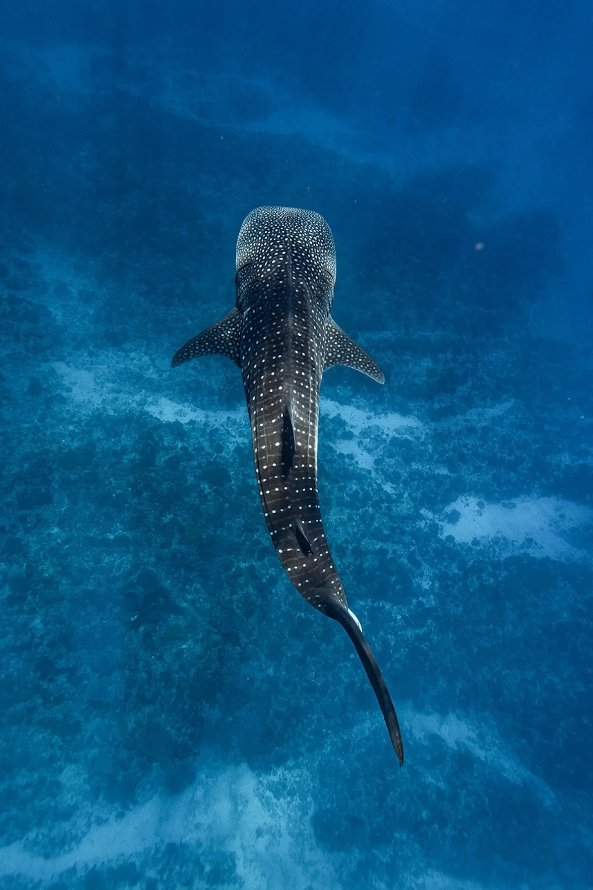 The best post, most sustainable to snorkel with wharks whales? Is ningaloo of Australia