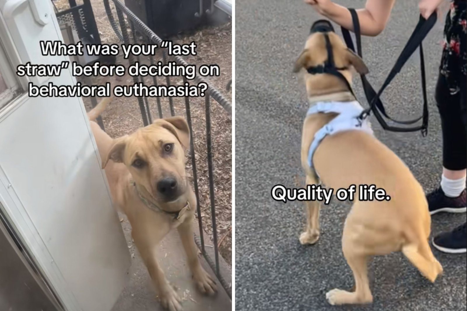 The woman defends the hardest decision 'for euthanasia a dog in behavior
