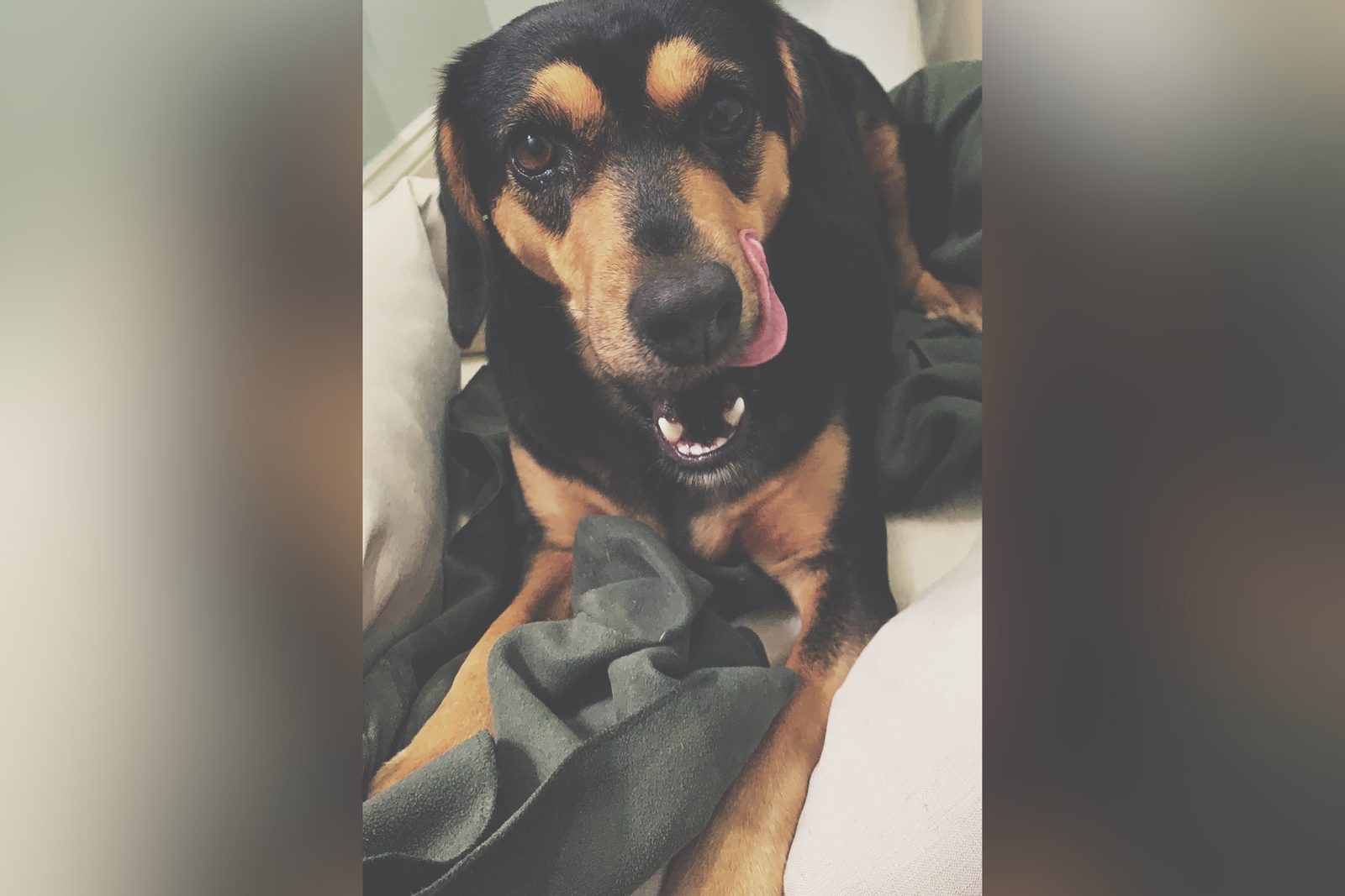 Woman gives parames to the dog on breakfast, which happens after viral