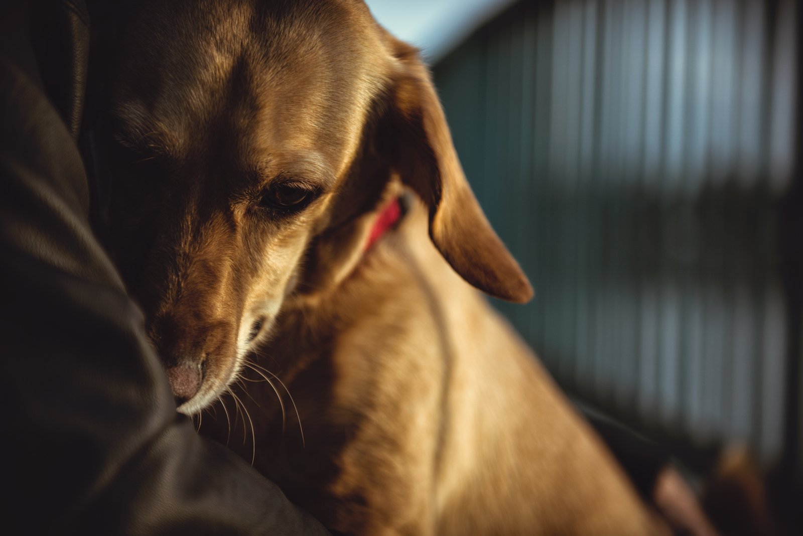 The frightened puppy passing frozen days in the cane is looking for the safe, lover