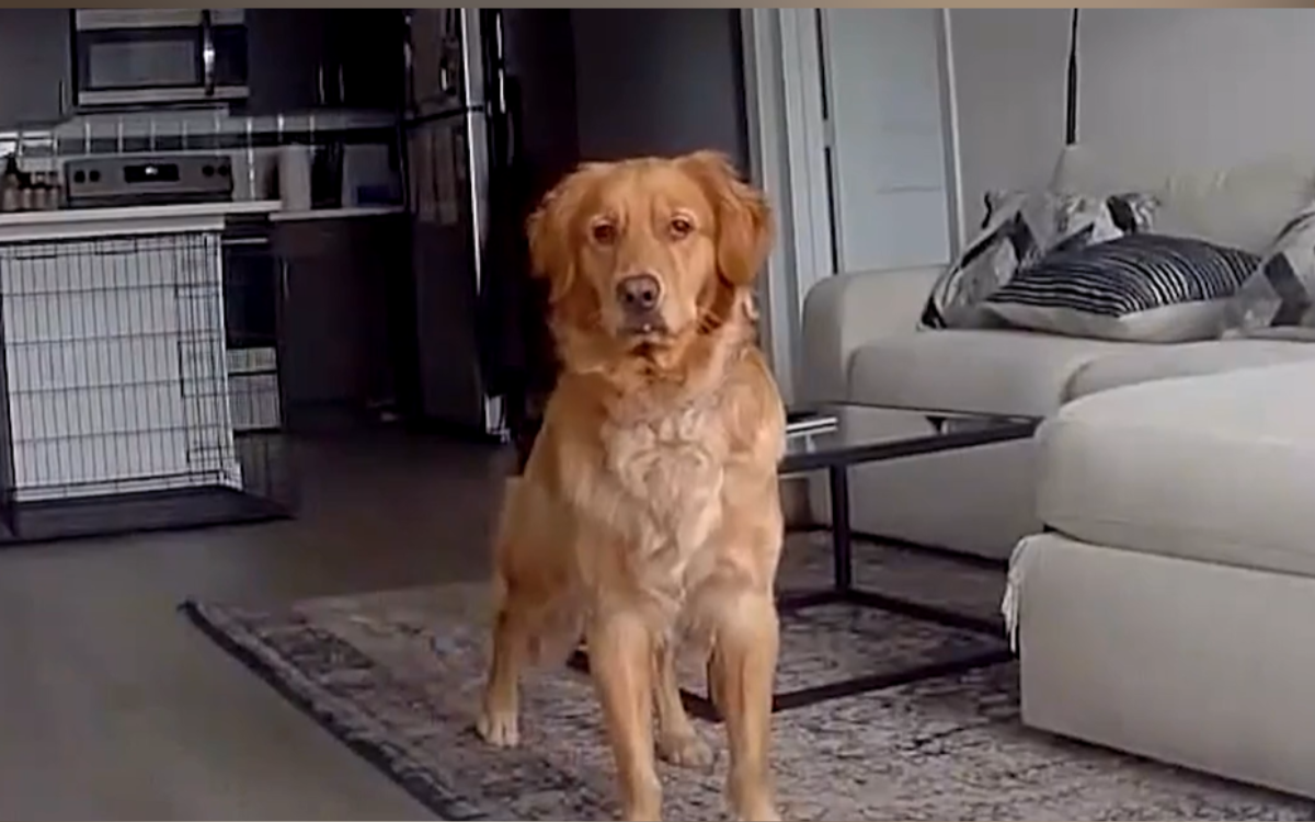Man calls to Golden Retriever via Ring Cam-prepared for what is getting next
