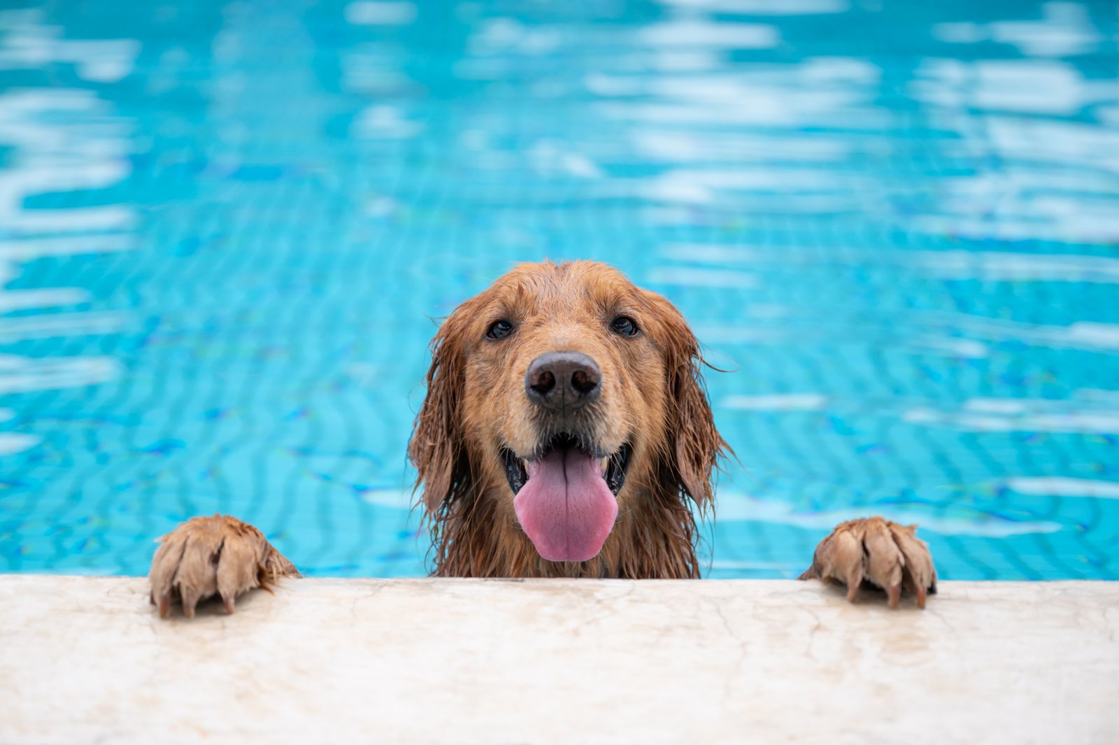 Senior Golden Retriever has a surprise pool-his face says everything