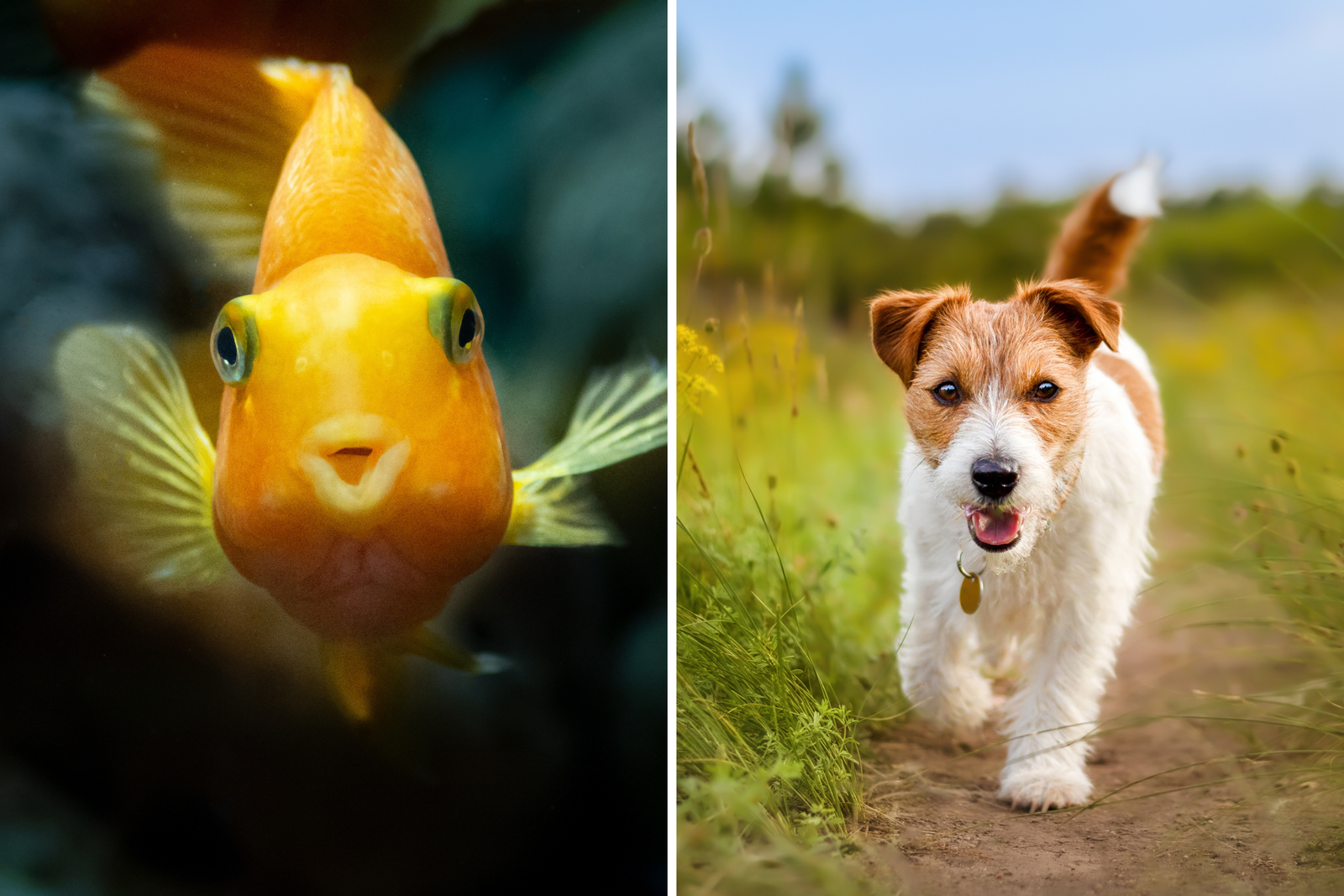 Owners asked that pets never possessed again - no readiness for answers