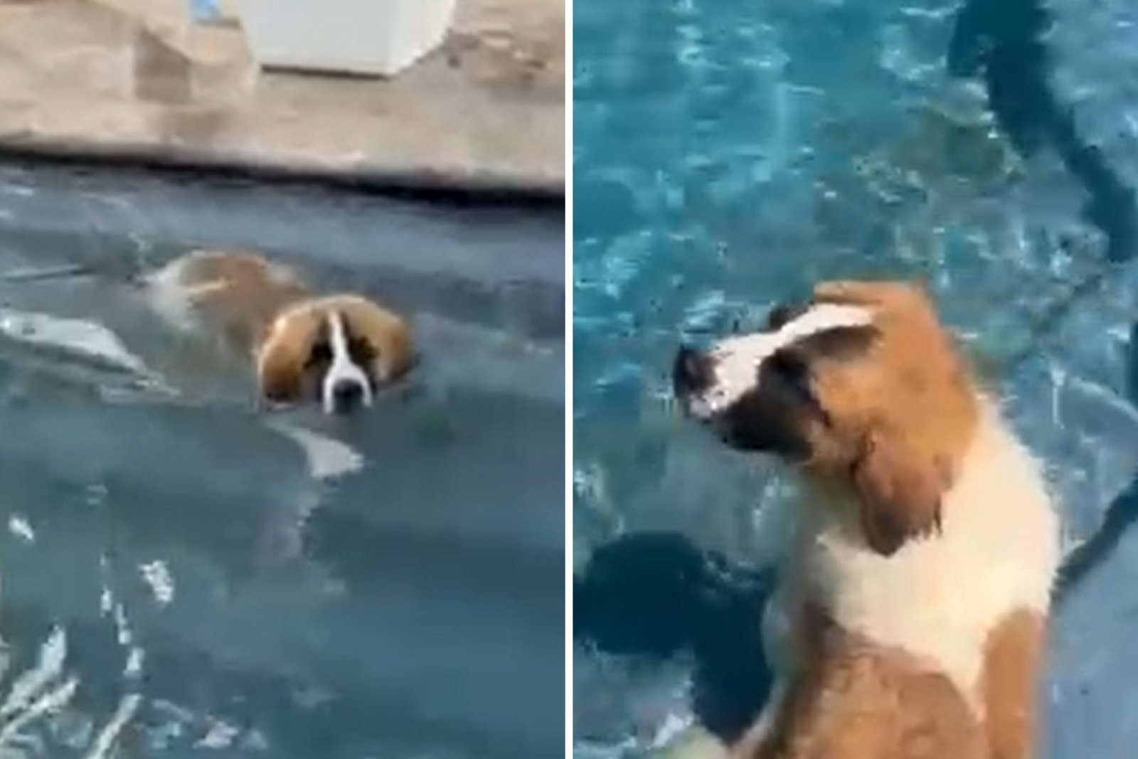 Big cleanse of mingling with the pool since the adoption wins the week of the week