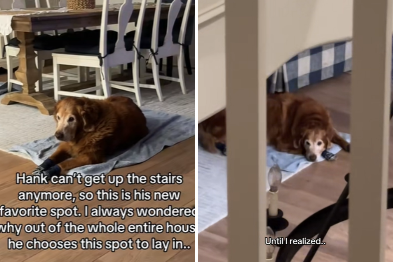 The wonders because the older dog is found in a place-then has the lavy realization