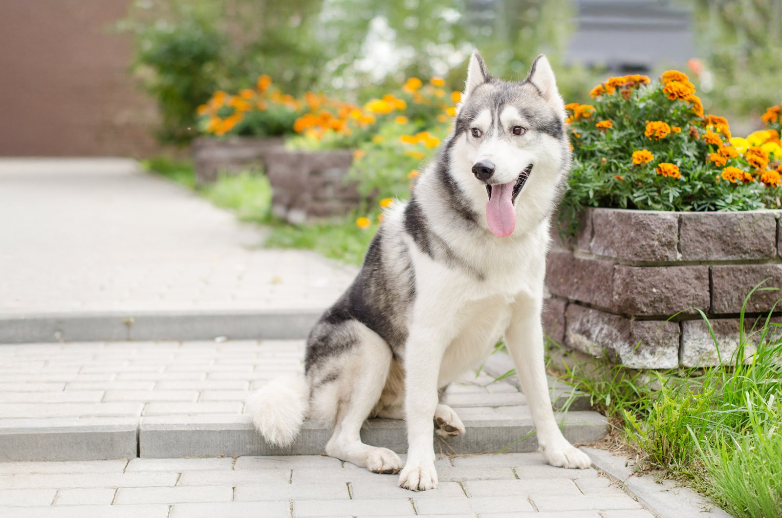 Owners try and film Husky run into the garden but has other plans
