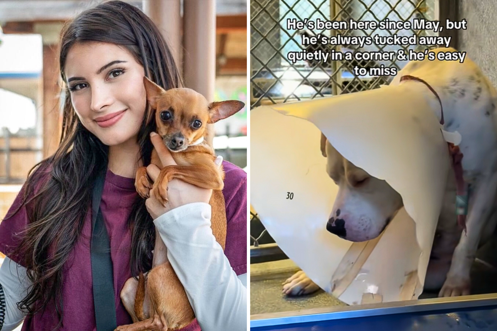 The dog scared leather was to be euthanized - then someone saw him