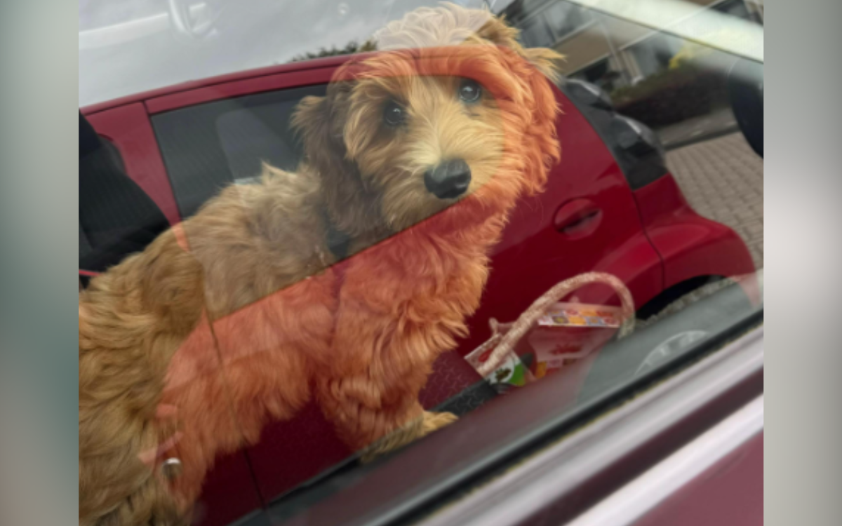 Woman puppy drops with their parents, can't believe the pictures they send them