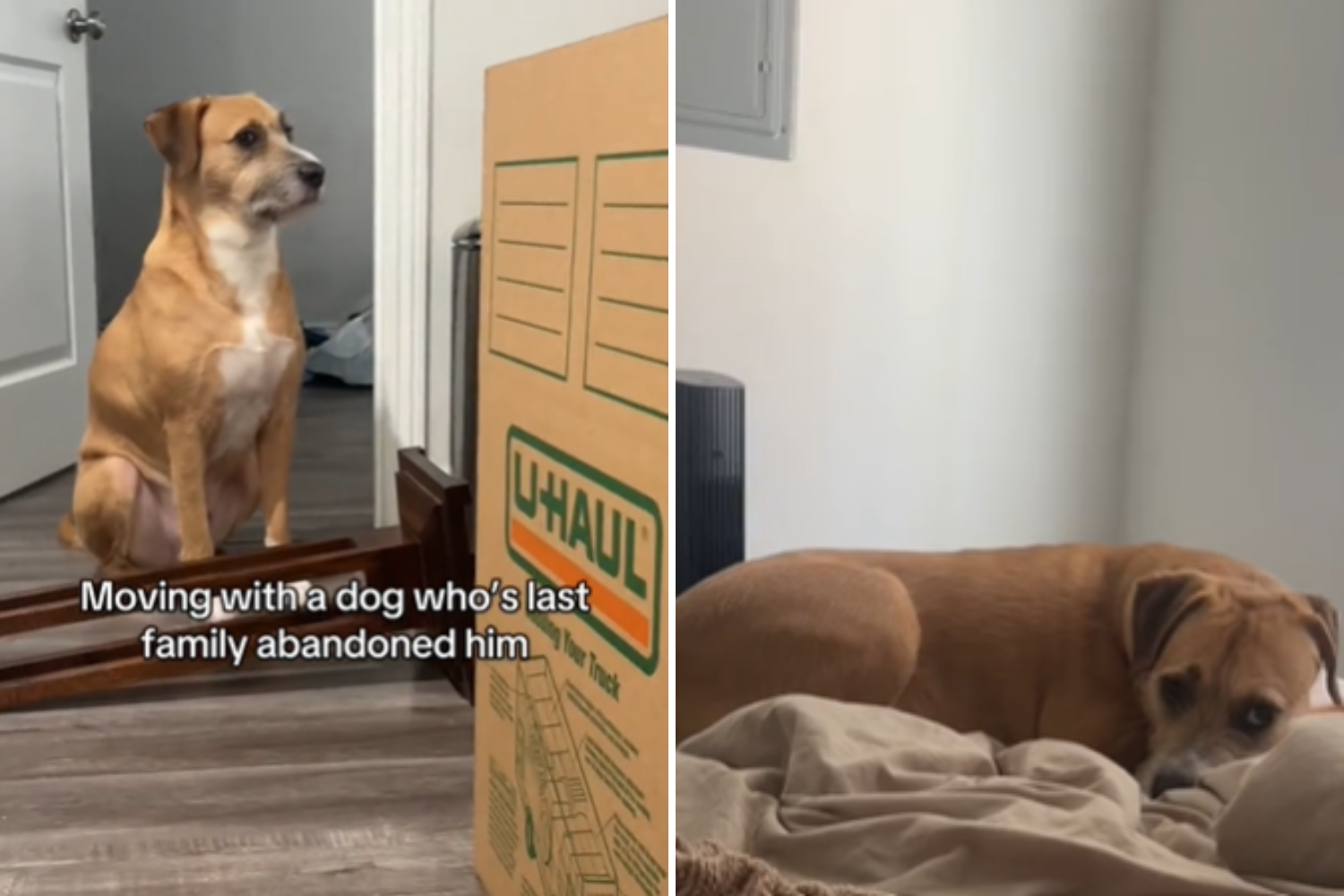 The backup dog thinks that is dropped again, the new owner's words say everything