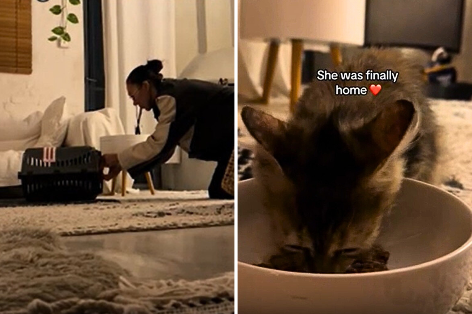 Kitten saved from Europe, tears on how to answer in the new home
