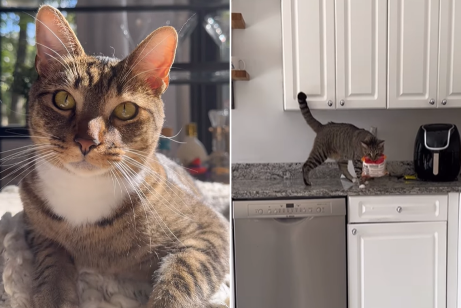 The woman receives another cat because 'are easy'-she was wrong