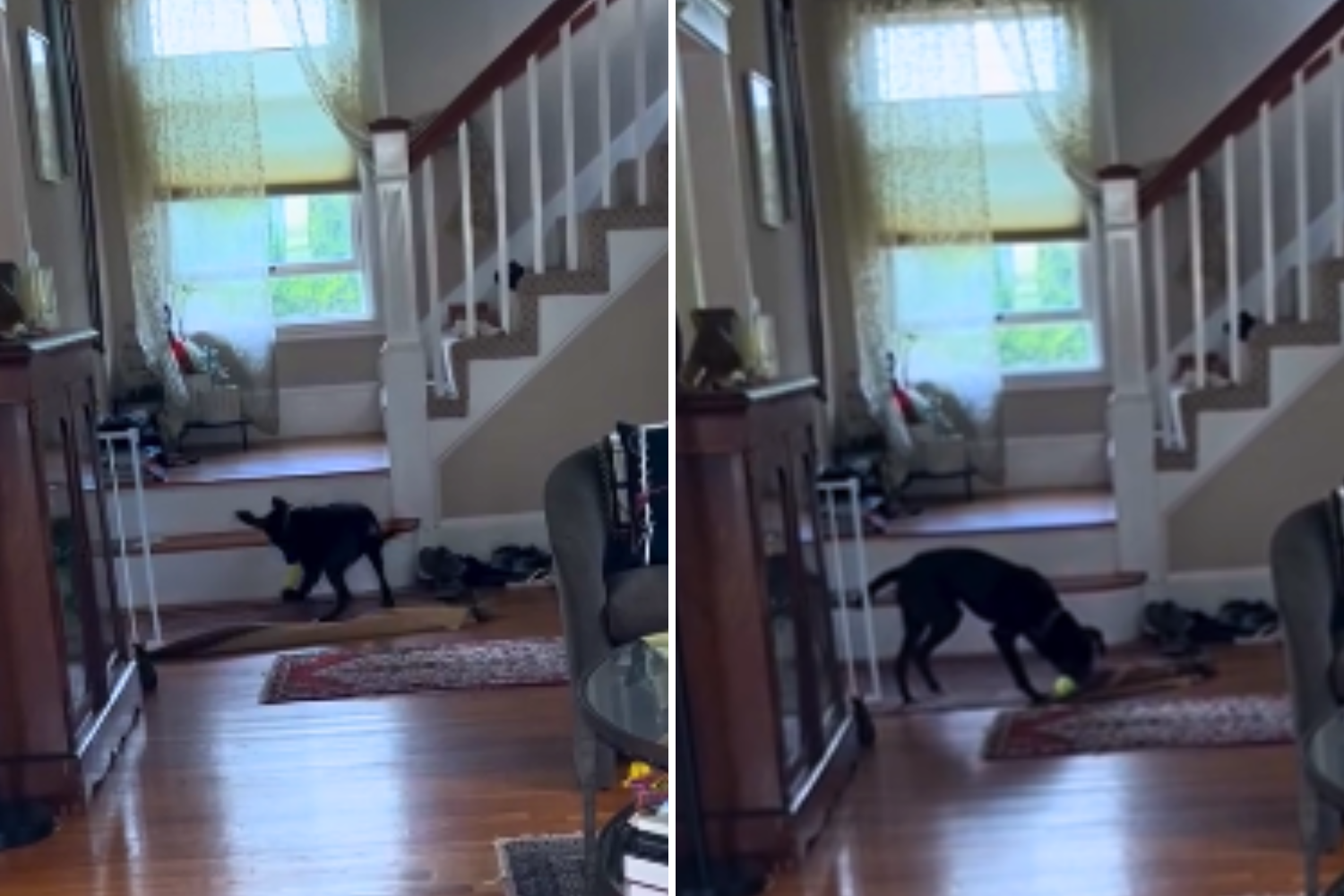 The Foster Carercer cannot believe what the "polite" puppy "a month after arrival