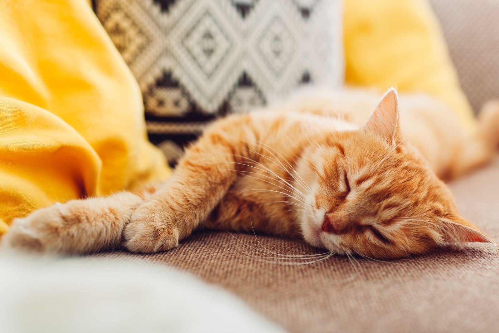 YouTube videos reveal secrets of cats's sleep