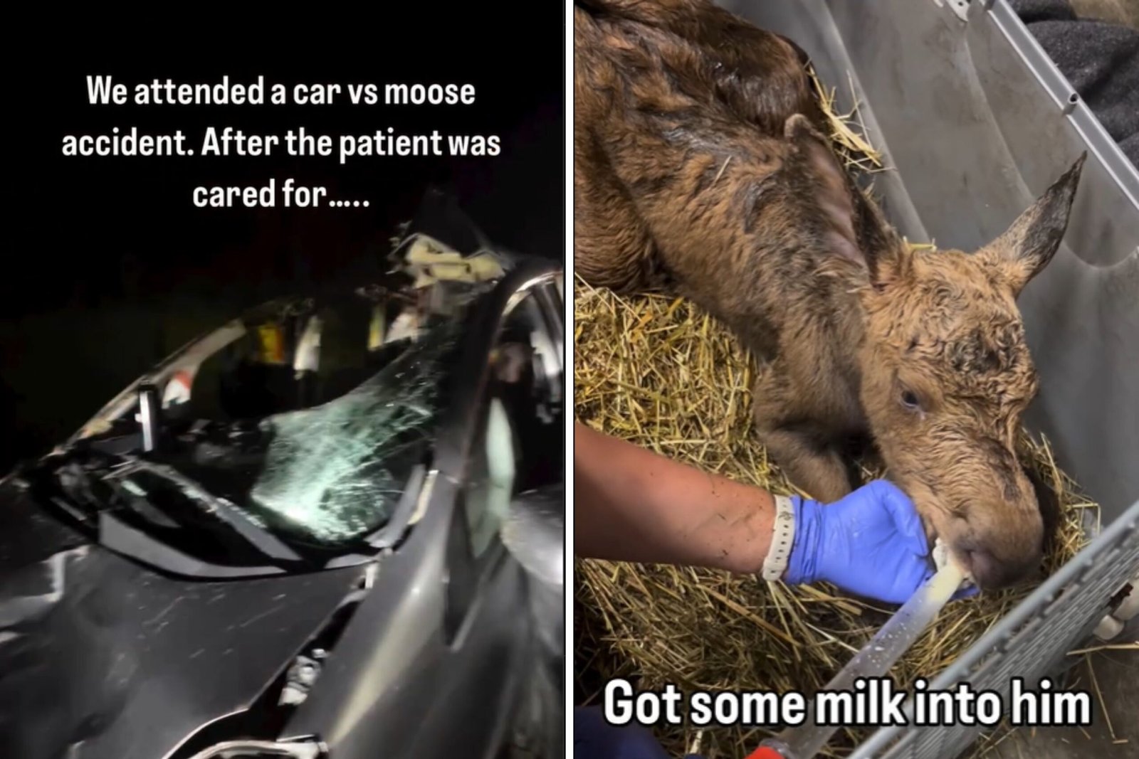 The car crash kill the leash-paramedic were not ready for what was in the ditch