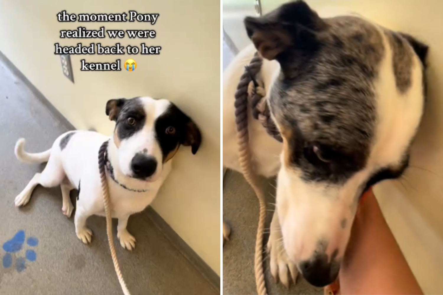 The dog returned to the shelter is frightened of kennel-then all changes