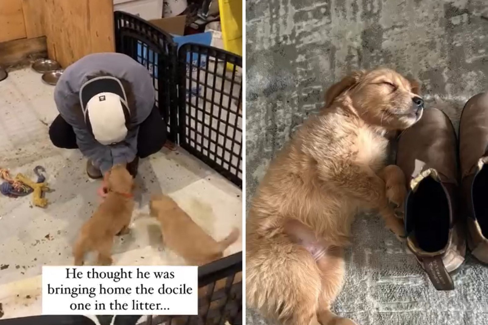 The man who thought the "Tickle" puppy is understanding it was wrong