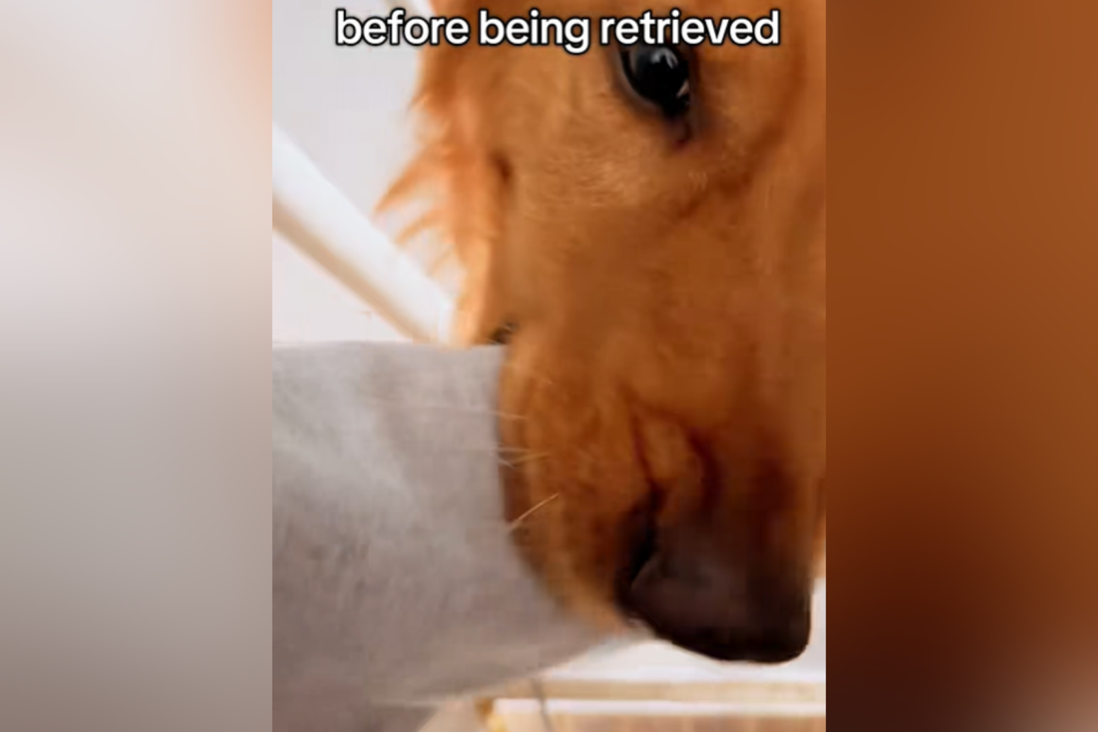 The unique golden way of welcoming the owner's home goes viral: 'Recover'
