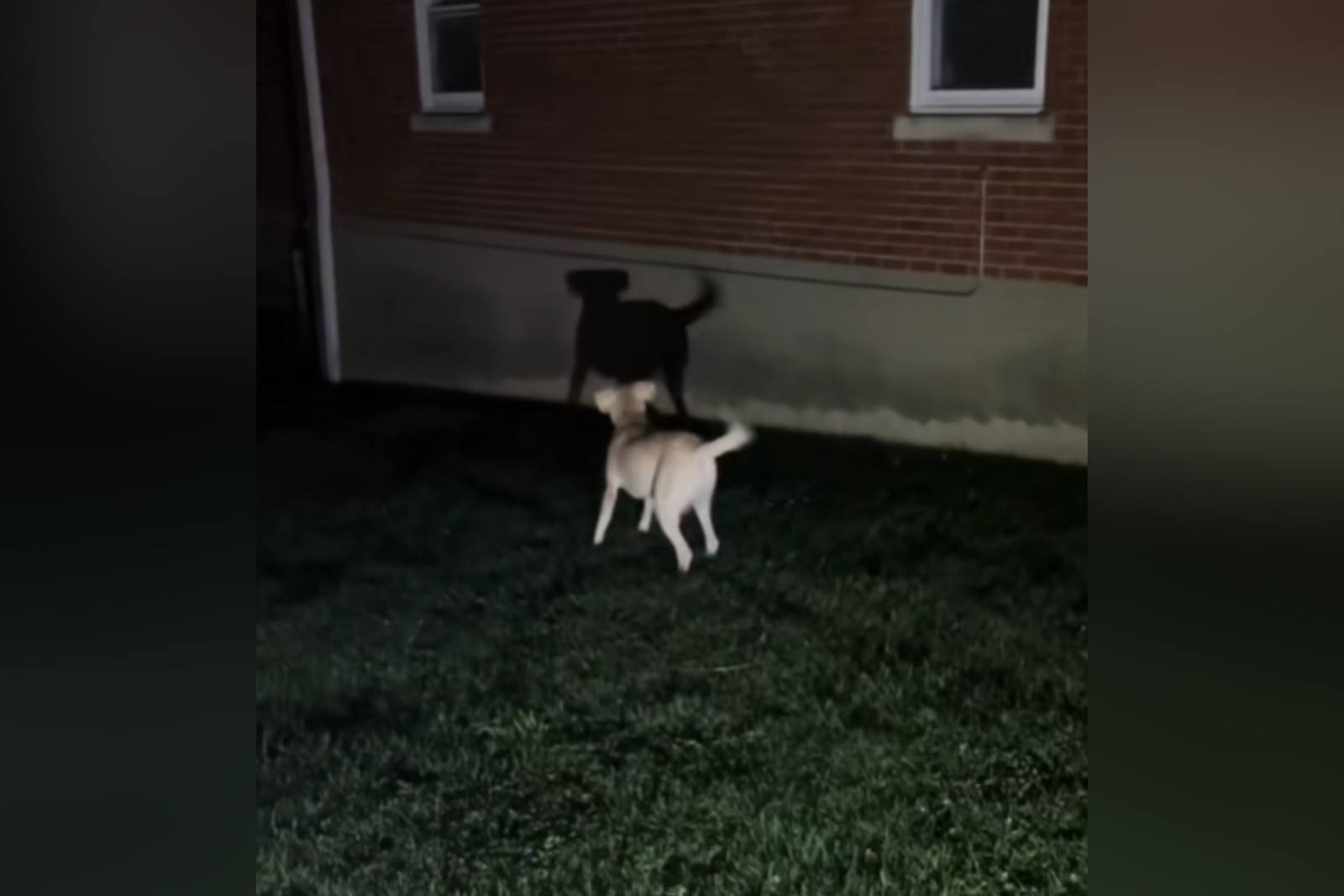 The puppy that throws in the dark discoveries of the shadow cannot face reaction