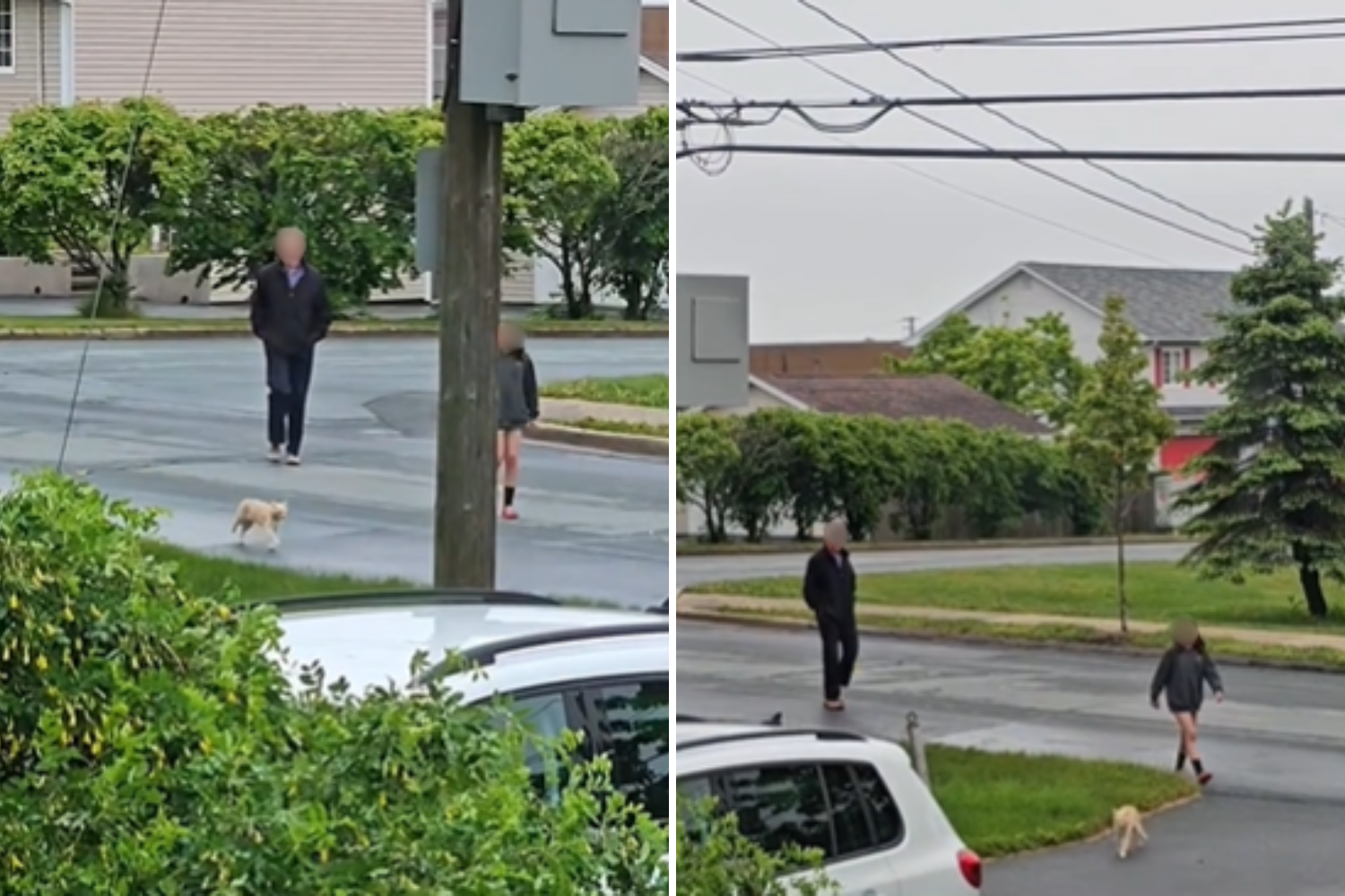 The cat keeps children at school - what the principal does the next is perfect