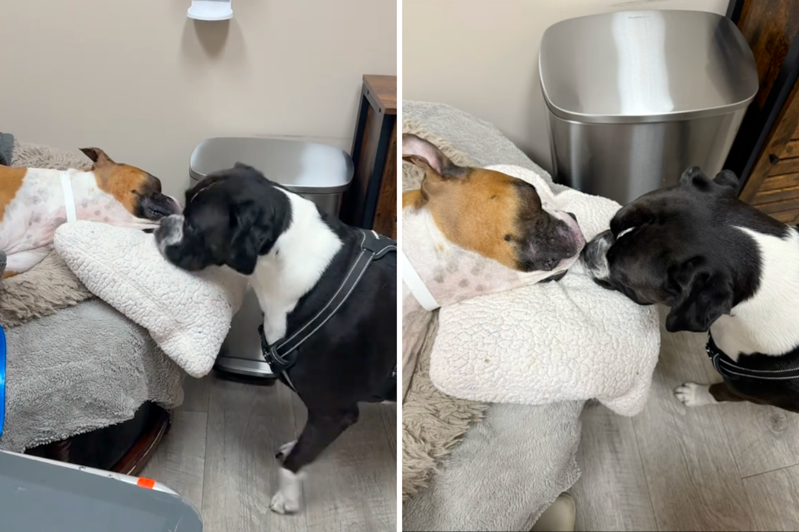 The owner takes dog to say goodbye to the little sister, reaction broke his heart