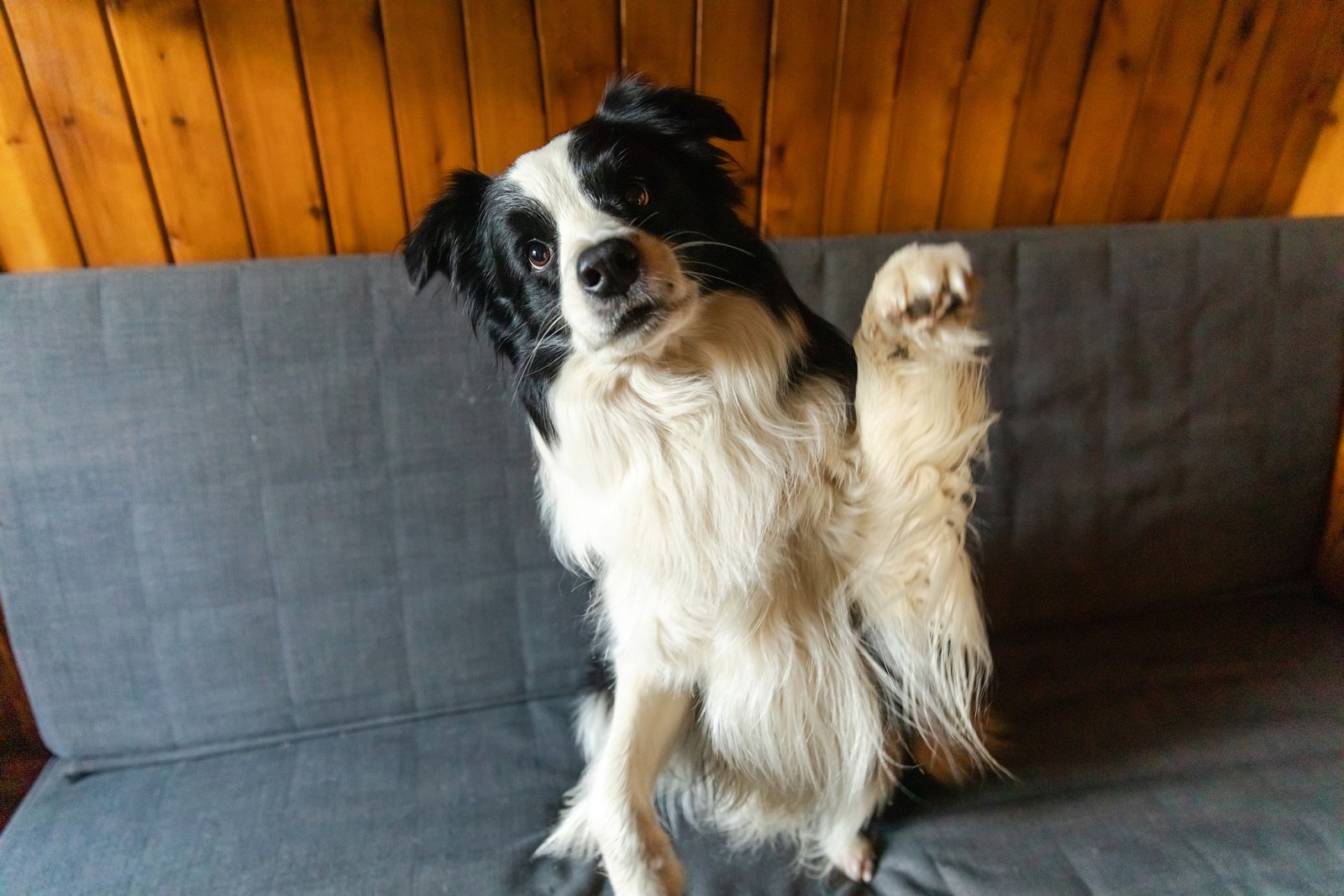 Desperate dog for the cuters are not permitted on the couch-but has a plan