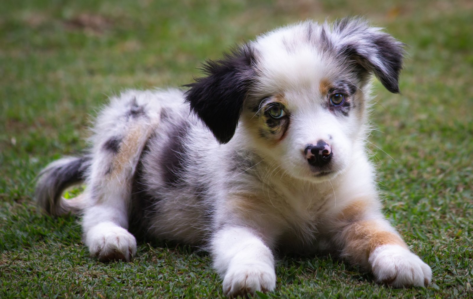 The dog's dog's spots "in a puppy's eye, the internet was stunned to the reason why