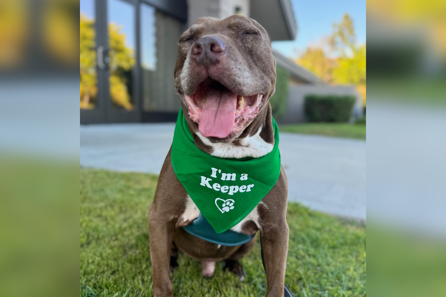The dog spends 588 days in non-interested shelter, after euthanasia