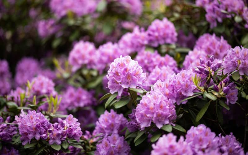 Act quickly to protect your rododendron from the fungus of debris