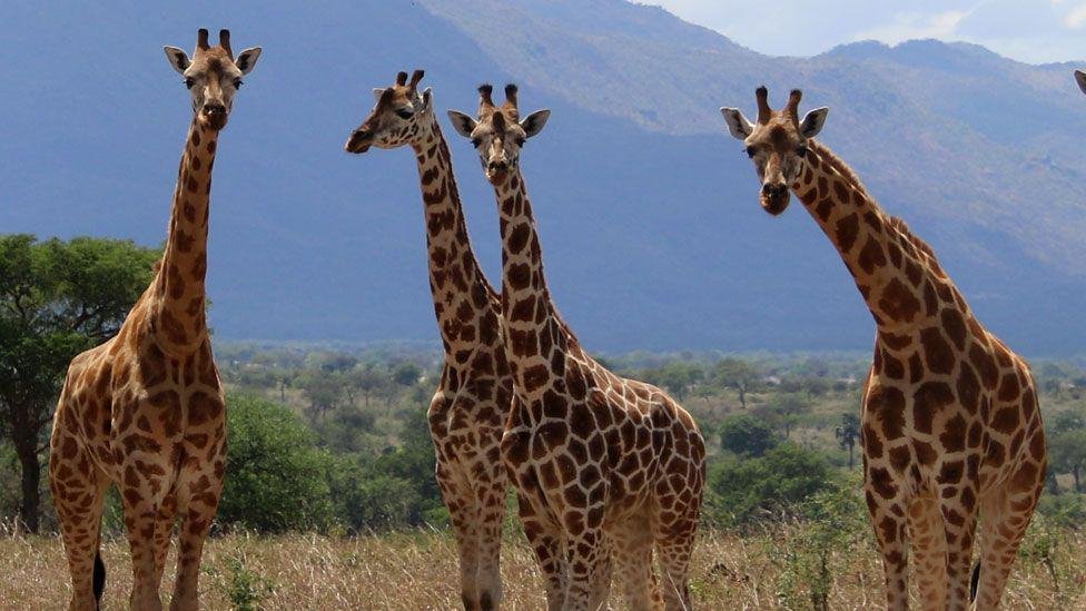 Three more thoughts of thought giraffe before, scientists say