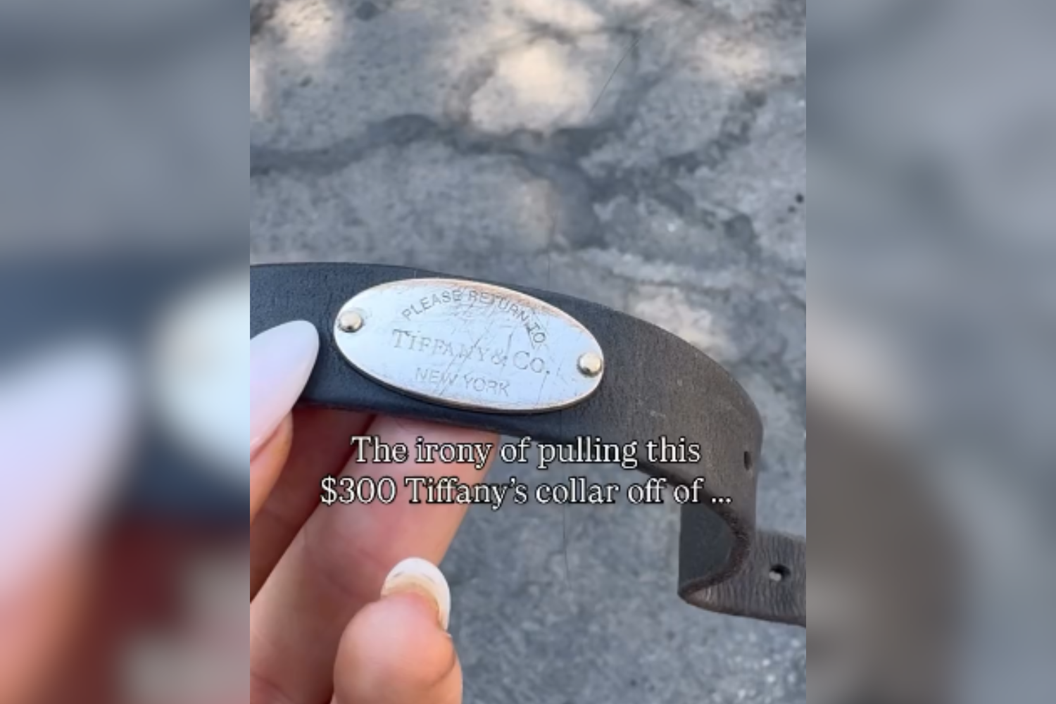 Dog neglected with the matte pile withdrew - brings '$ 300 tiffany collar'