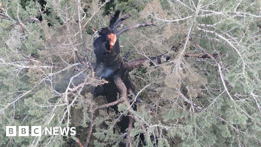 Oregon bodies to save one of the world's higher trees
