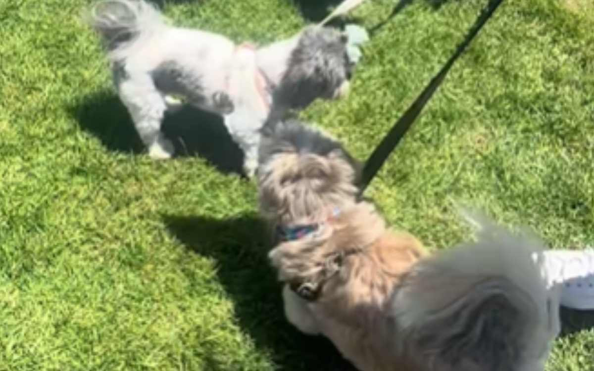 'Socially Hardwear TRUE's dog to make friends, heart breaks to what happens