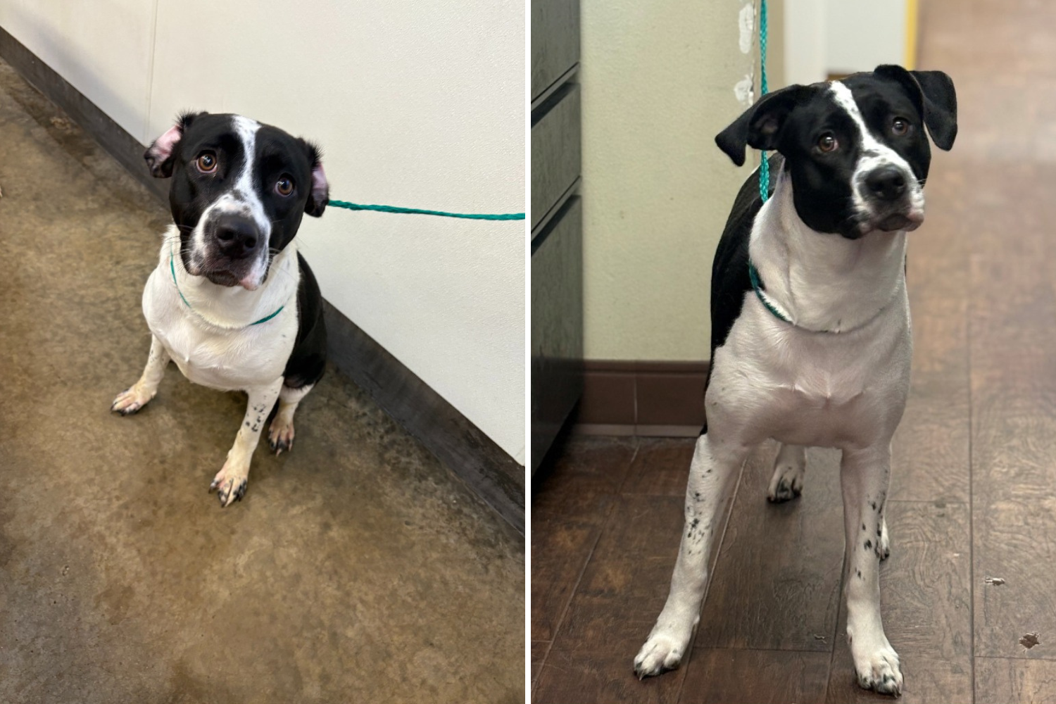 Hearts break on the dog's face it rendered for "whining too"