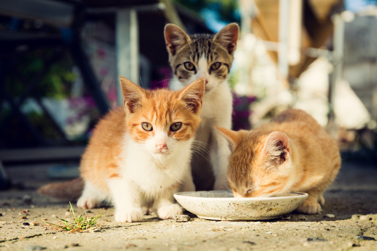 The owner has thought cats of cats with the Sitter - then Pet pet is said another story