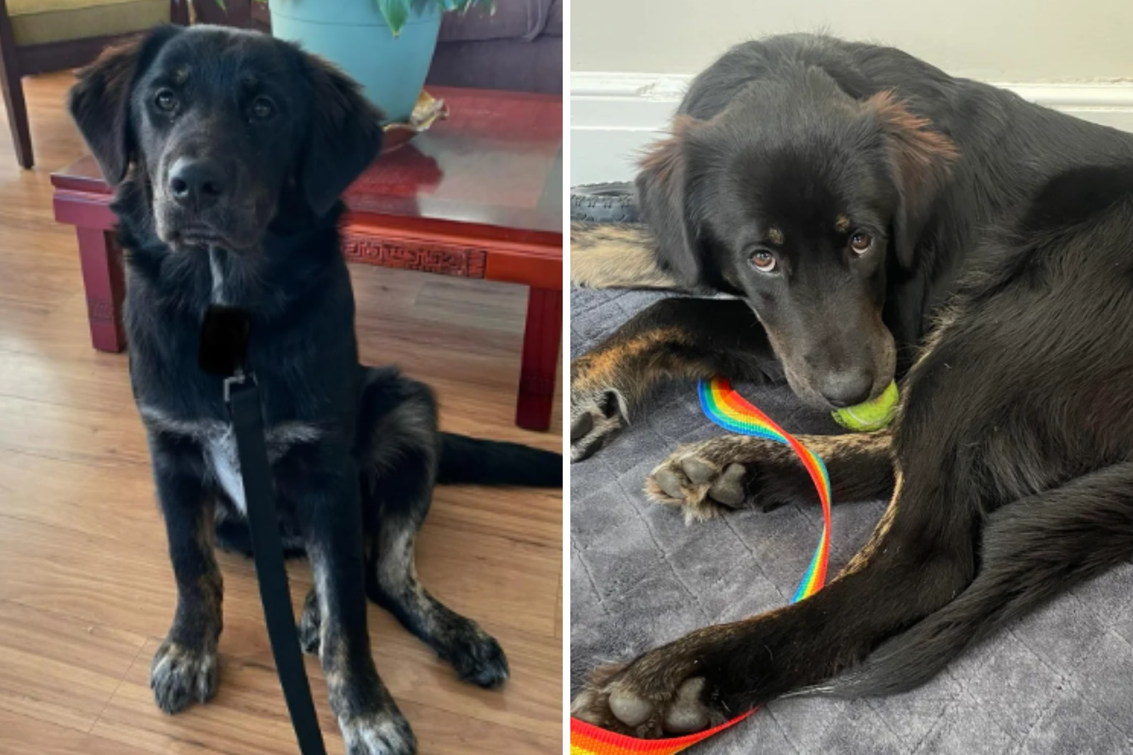The owner intended to the dog's dog's race is "obvious'-then take the DNA results