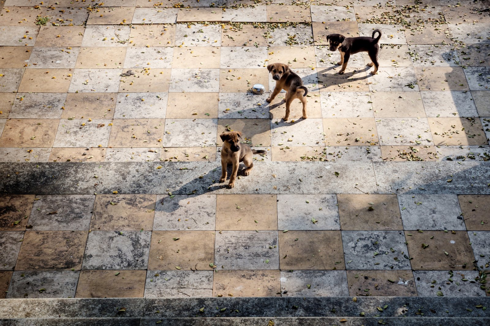 Woman finds 7 puppies running from school, which teachers make the next hearts