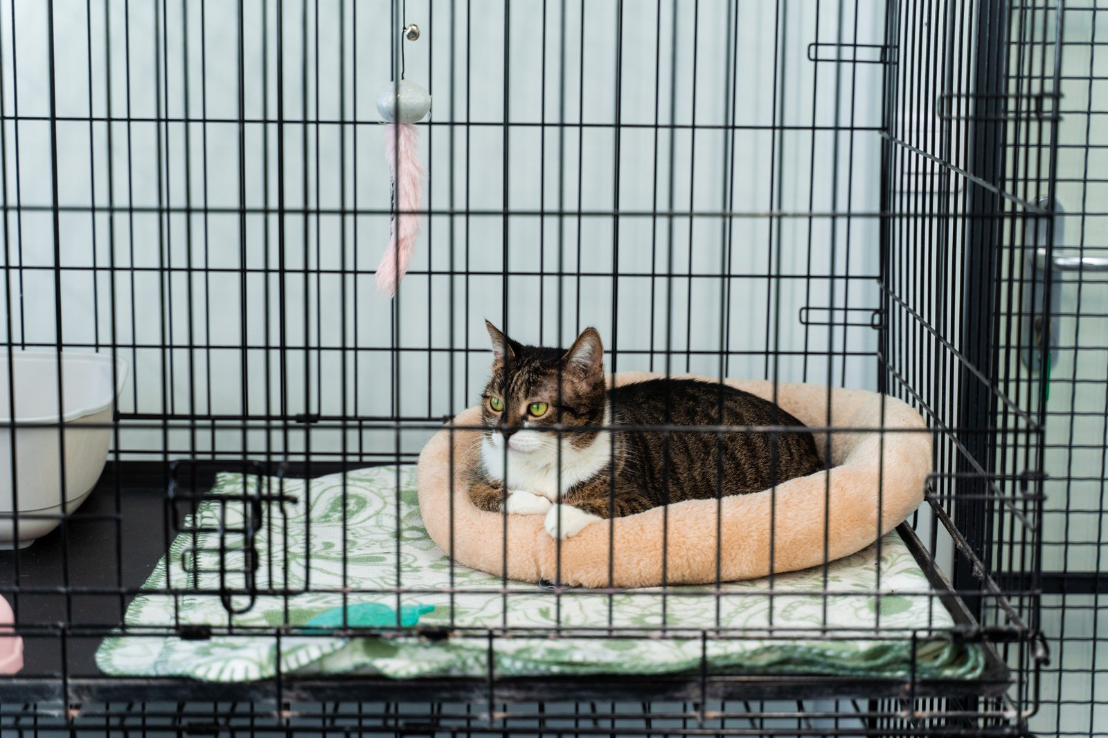 Woman goes to petco for a fish tank that you finish leaving with a cat