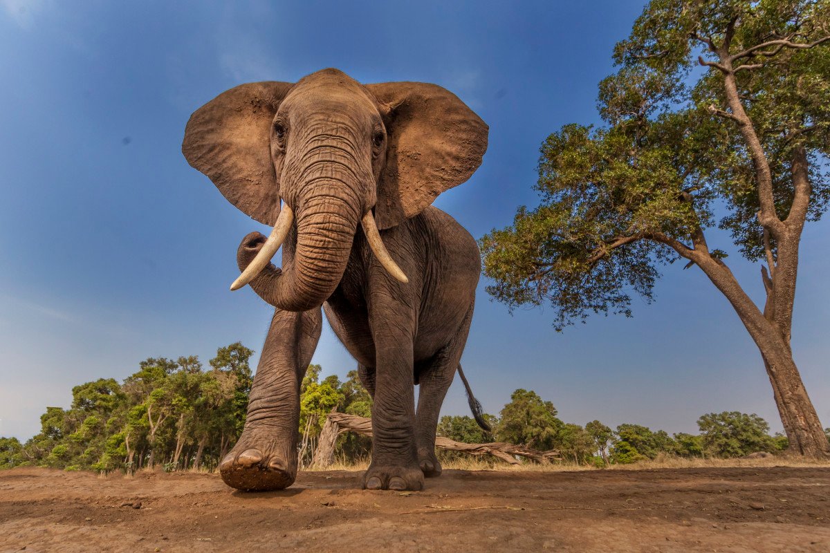 The tolists go after the pour the beer in the elephant's trunk in Kenya